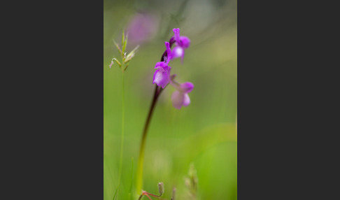 Dreiknollen-Knabenkraut (Orchis champagneuxii)