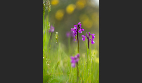 Dreiknollen-Knabenkraut (Orchis champagneuxii)