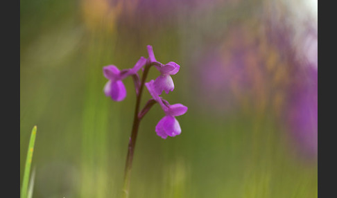 Dreiknollen-Knabenkraut (Orchis champagneuxii)