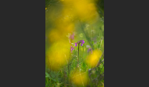 Dreiknollen-Knabenkraut (Orchis champagneuxii)