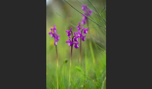 Dreiknollen-Knabenkraut (Orchis champagneuxii)