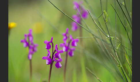 Dreiknollen-Knabenkraut (Orchis champagneuxii)