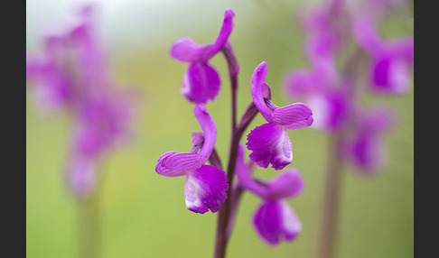 Dreiknollen-Knabenkraut (Orchis champagneuxii)