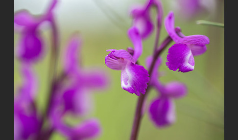 Dreiknollen-Knabenkraut (Orchis champagneuxii)