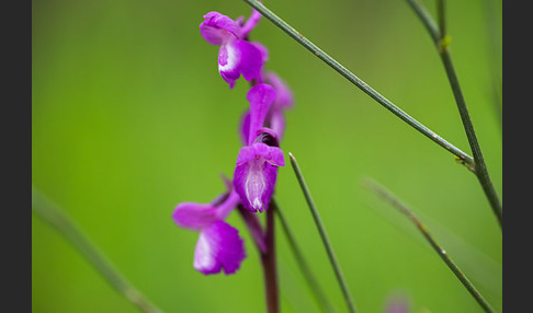 Dreiknollen-Knabenkraut (Orchis champagneuxii)