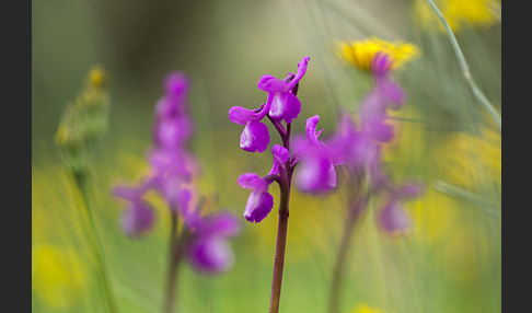 Dreiknollen-Knabenkraut (Orchis champagneuxii)