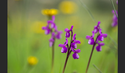 Dreiknollen-Knabenkraut (Orchis champagneuxii)