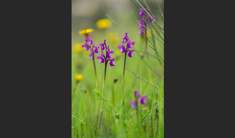 Dreiknollen-Knabenkraut (Orchis champagneuxii)