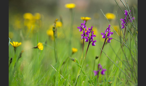 Dreiknollen-Knabenkraut (Orchis champagneuxii)