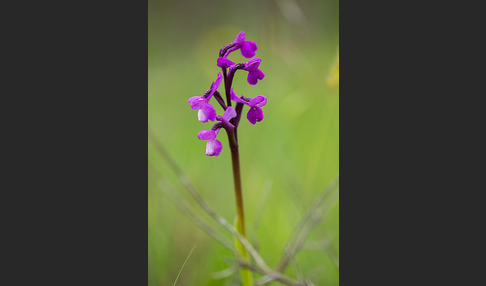 Dreiknollen-Knabenkraut (Orchis champagneuxii)