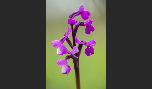 Dreiknollen-Knabenkraut (Orchis champagneuxii)