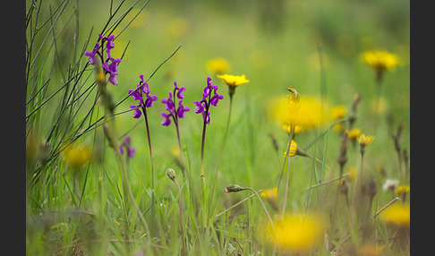 Dreiknollen-Knabenkraut (Orchis champagneuxii)