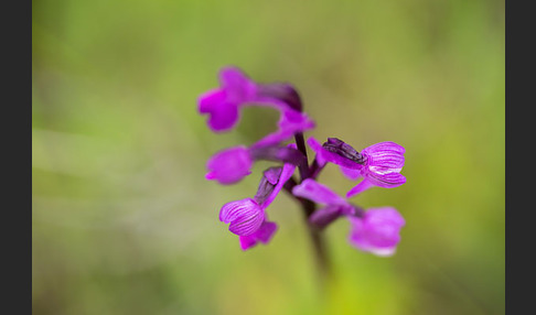 Dreiknollen-Knabenkraut (Orchis champagneuxii)