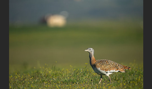 Großtrappe (Otis tarda)