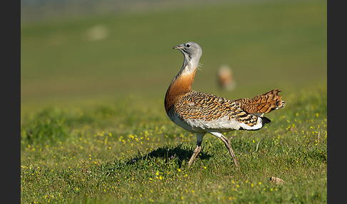 Großtrappe (Otis tarda)