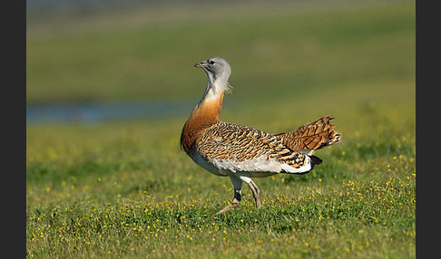 Großtrappe (Otis tarda)