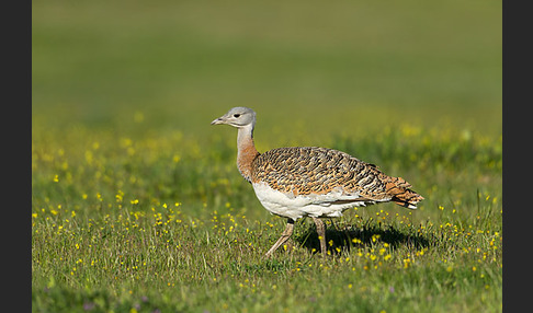 Großtrappe (Otis tarda)