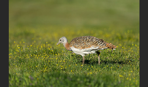 Großtrappe (Otis tarda)