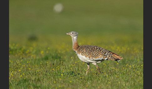 Großtrappe (Otis tarda)