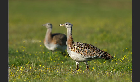 Großtrappe (Otis tarda)