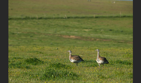 Großtrappe (Otis tarda)