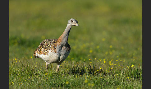 Großtrappe (Otis tarda)