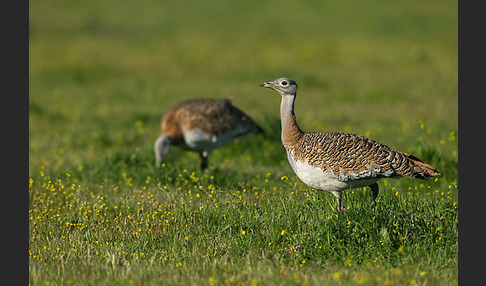 Großtrappe (Otis tarda)