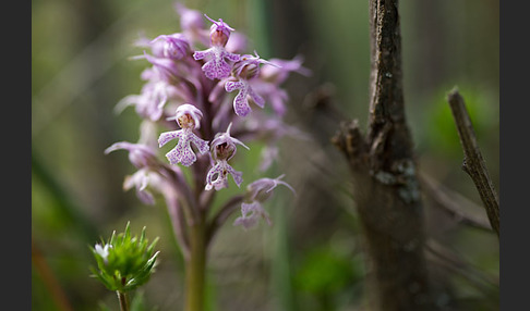 Milchweißes Knabenkraut (Orchis lactea)