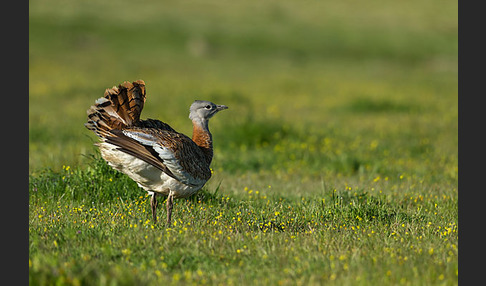 Großtrappe (Otis tarda)