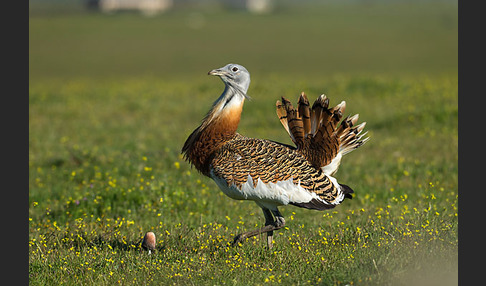 Großtrappe (Otis tarda)