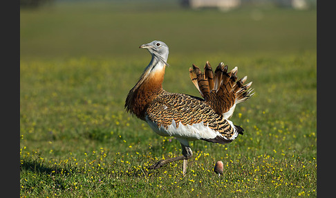 Großtrappe (Otis tarda)