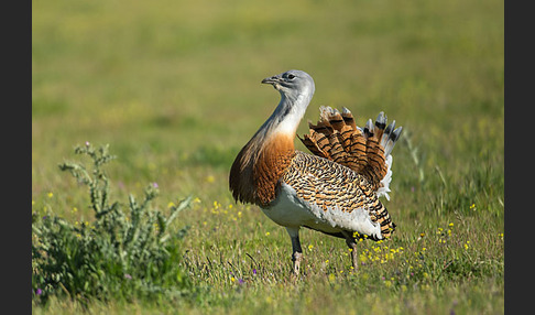 Großtrappe (Otis tarda)