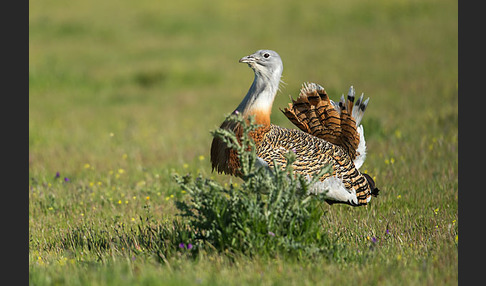 Großtrappe (Otis tarda)