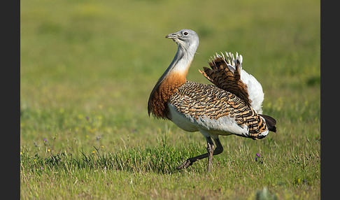 Großtrappe (Otis tarda)