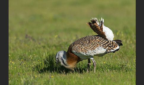 Großtrappe (Otis tarda)