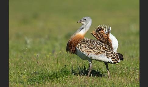 Großtrappe (Otis tarda)