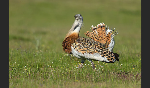 Großtrappe (Otis tarda)