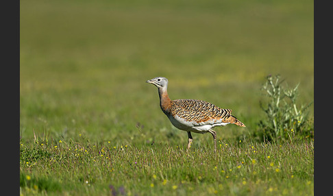 Großtrappe (Otis tarda)