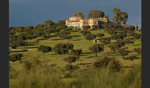 Steineiche (Quercus ilex)