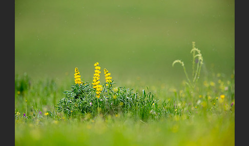 Gelbe Lupine (Lupinus luteus)