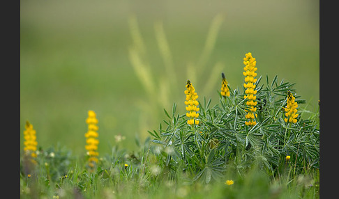 Gelbe Lupine (Lupinus luteus)