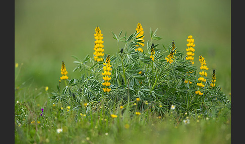 Gelbe Lupine (Lupinus luteus)