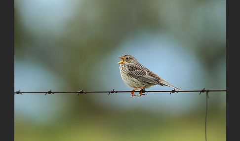 Grauammer (Miliaria calandra)