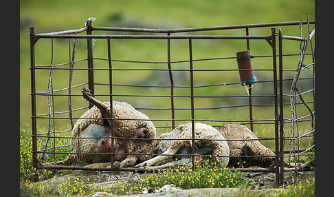 Hausschaf (Ovis gmelini aries)