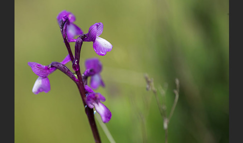 Dreiknollen-Knabenkraut (Orchis champagneuxii)