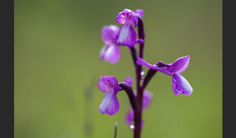 Dreiknollen-Knabenkraut (Orchis champagneuxii)