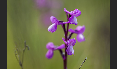 Dreiknollen-Knabenkraut (Orchis champagneuxii)