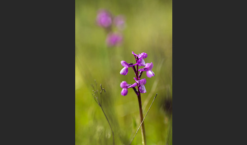 Dreiknollen-Knabenkraut (Orchis champagneuxii)