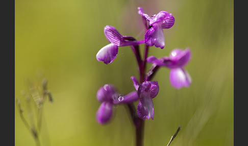 Dreiknollen-Knabenkraut (Orchis champagneuxii)
