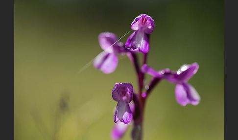 Dreiknollen-Knabenkraut (Orchis champagneuxii)